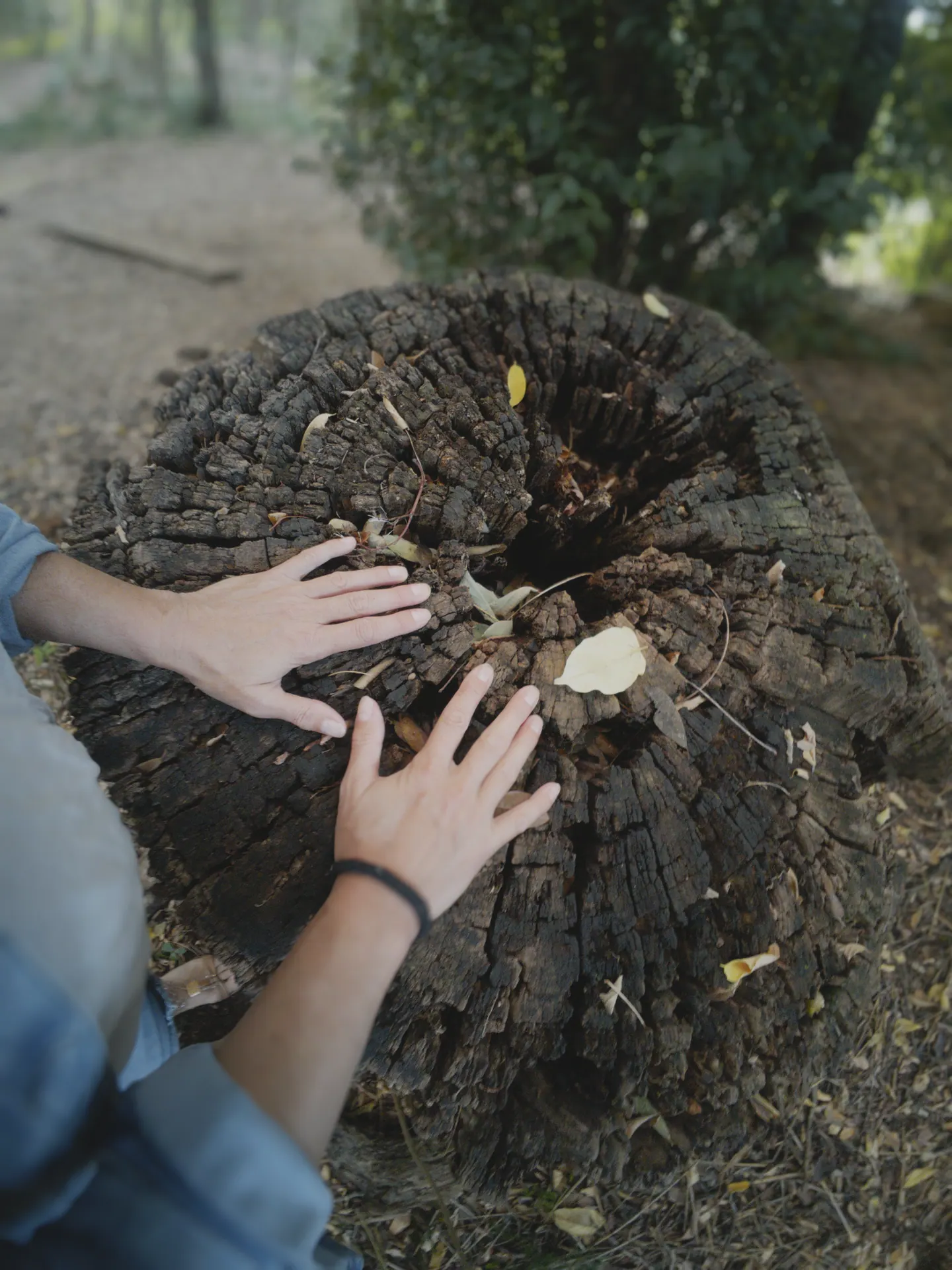 Creatividad con elementos naturales