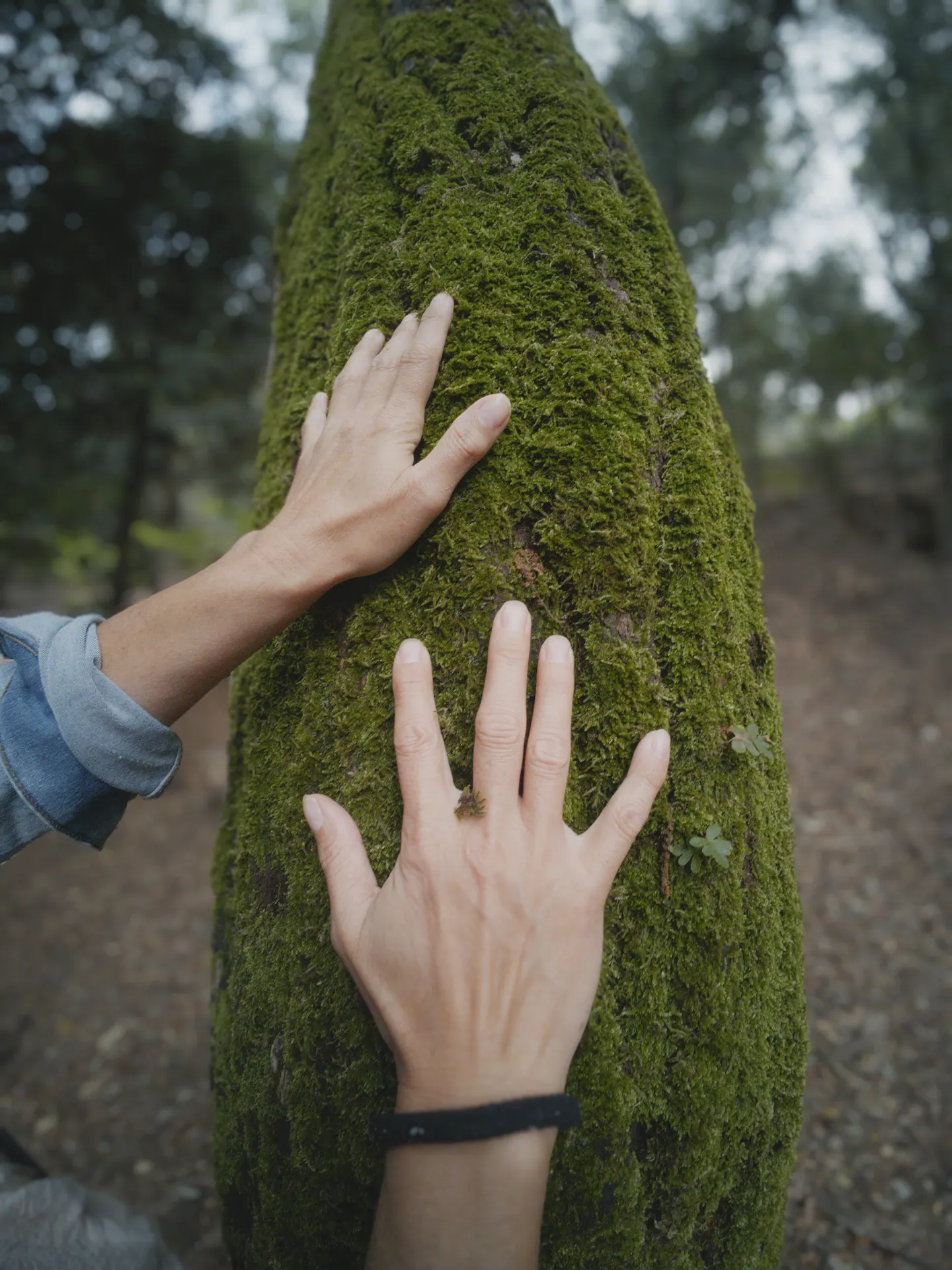 Un encuentro cercano con los árboles y las texturas del bosque
