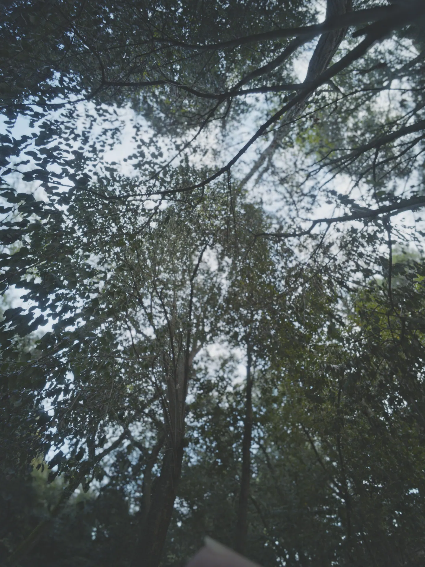 Un encuentro cercano con los árboles y las texturas del bosque